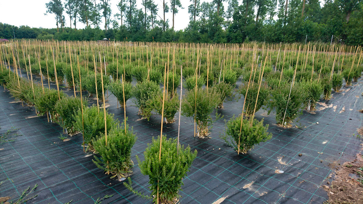 Plantering med plantor i ett rutnät där marken är täckt av markduk.