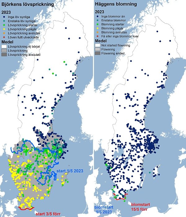 2 Sverigekartor visande punkter för lövsprickning och blomning av björk och hägg våren 2023.