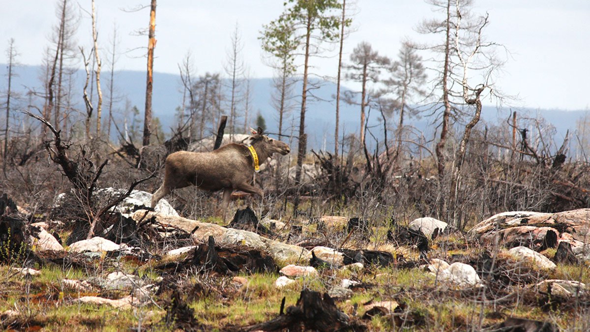 Älg går i brandområde med ett GPS-halsband.