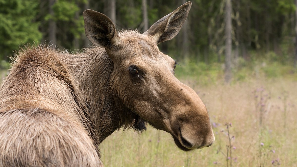 Närbild på en älg i skogsbryn