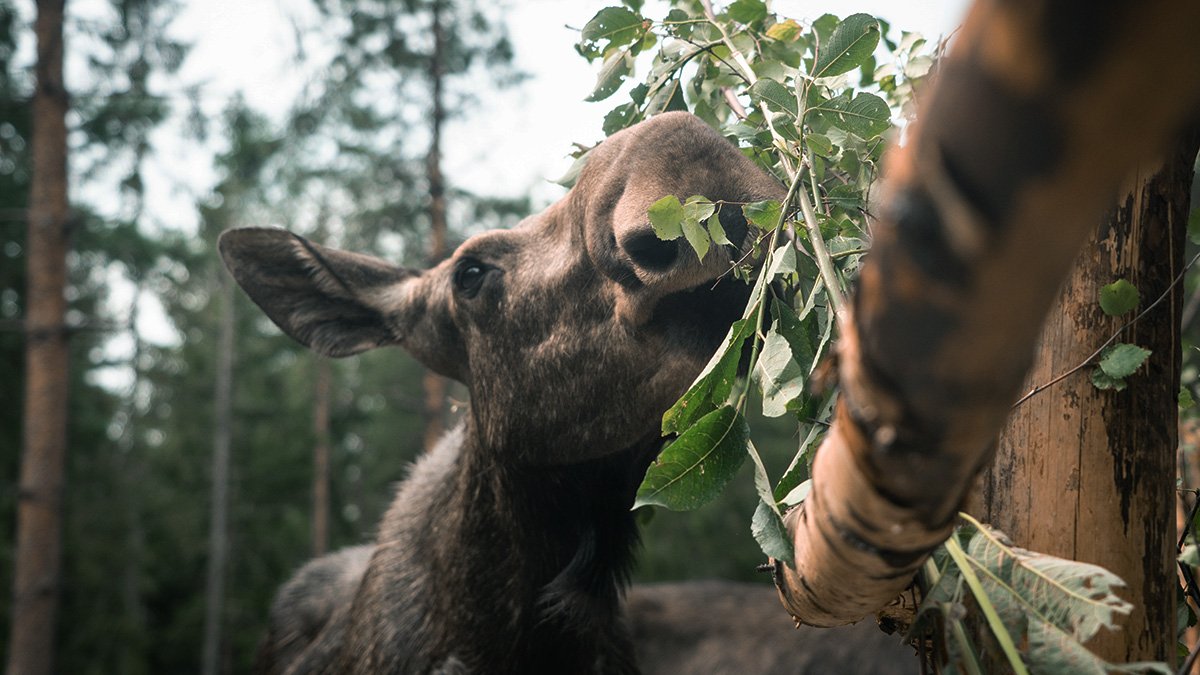 En älg äter löv i skogen