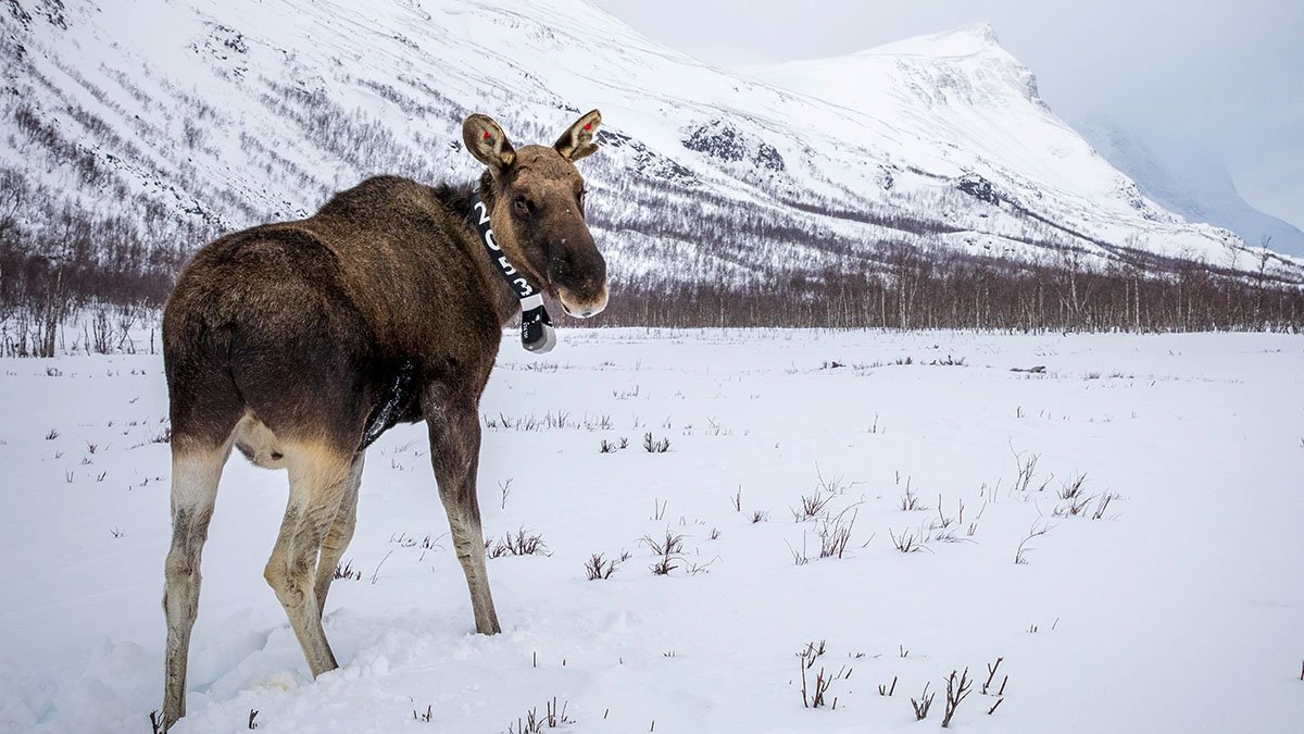 Älg på snötäckt fjäll