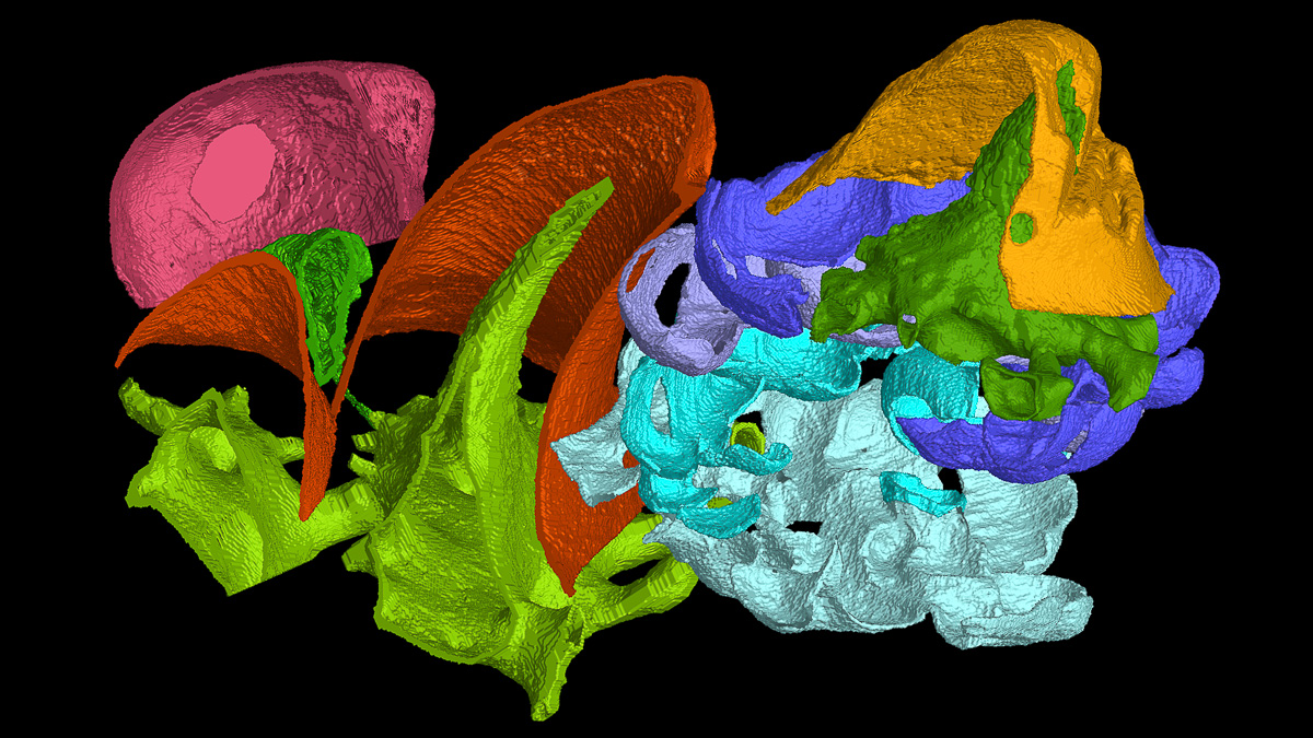  Replacement teeth (in gold) are sitting on a stack of resorption surfaces that like the plates in a cupboard, which evidences this tooth site has been replaced four times. In contrast, the other dentine units, the tooth-like odontodes (in red) and the gap-filling odontodes (in pink) that bury them, never experience basal resorption and won’t be shed.