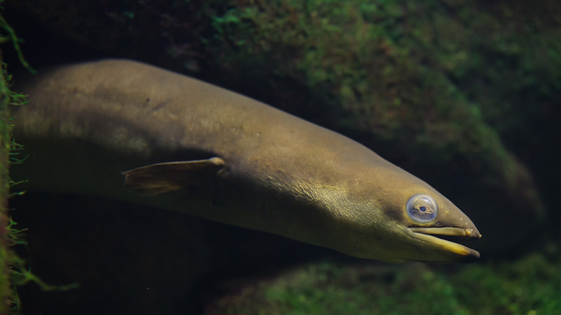 Närbild på huvudet av en ål.
