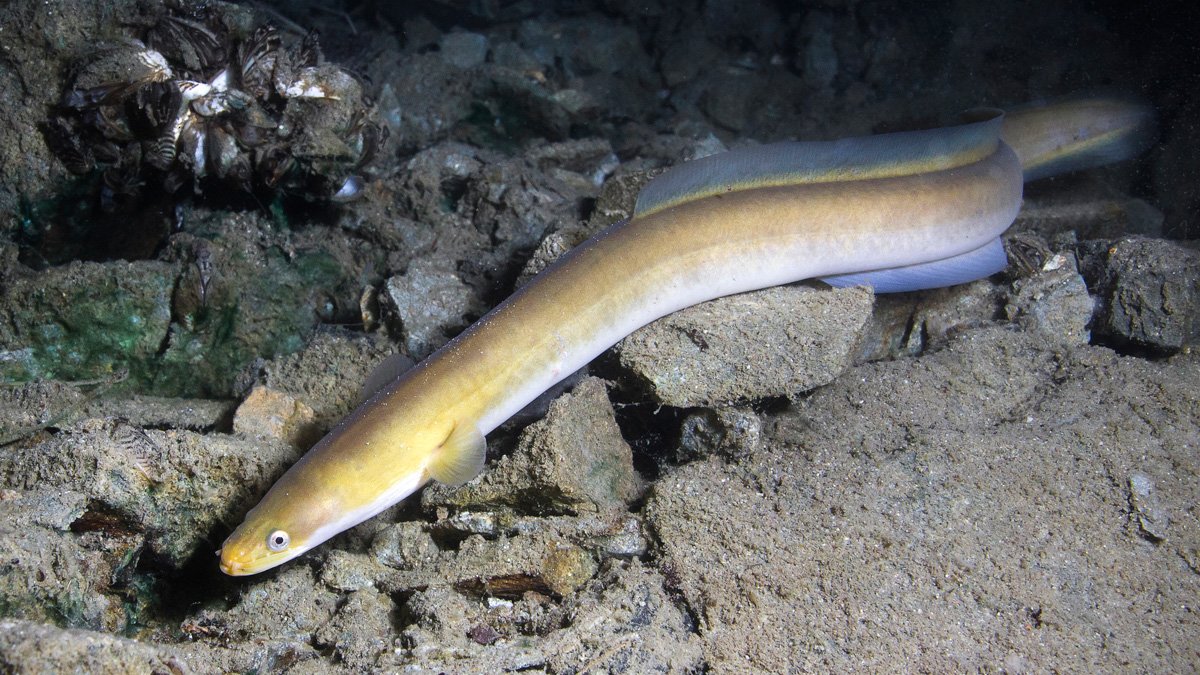 En vuxen ål som simmar nära botten av ett vattendrag.