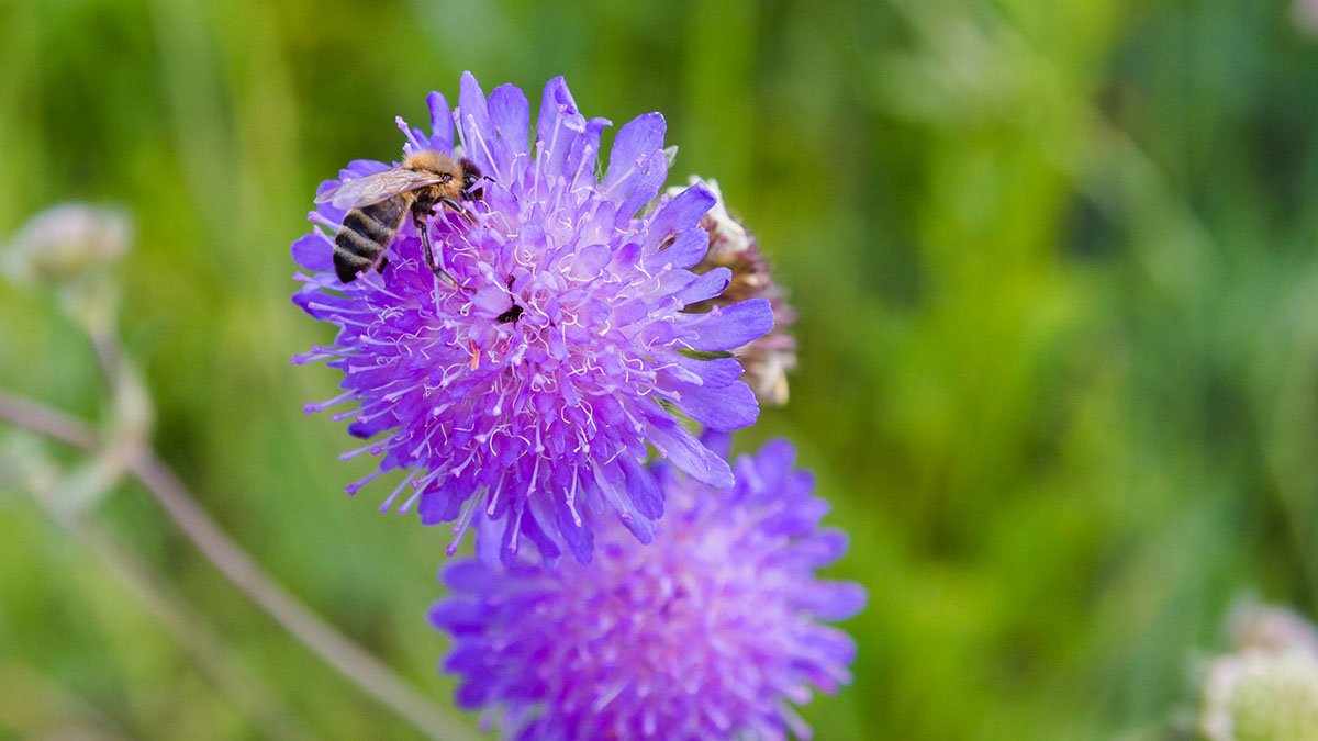 Bi på blomma