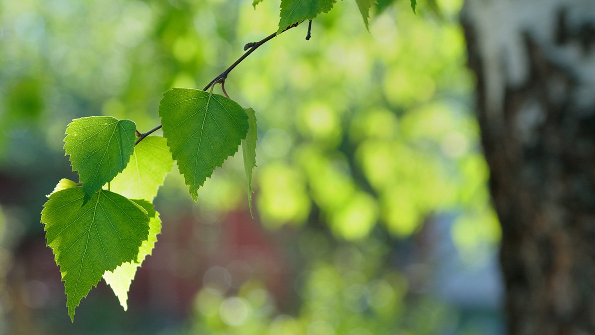 Gren med björklöv i närbild