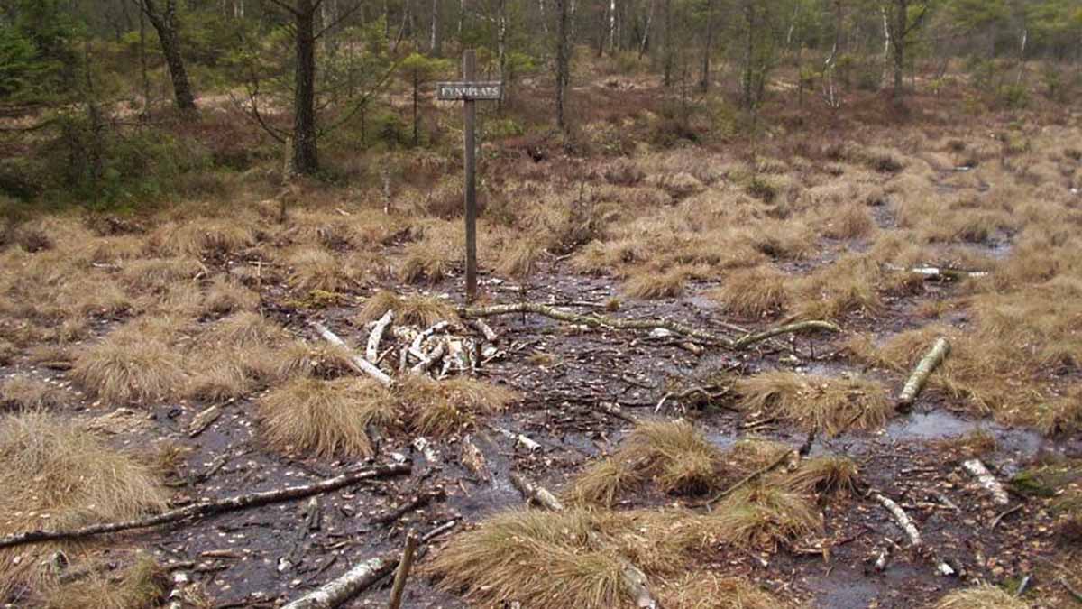 Mosse med ett kors som markerar fyndplats