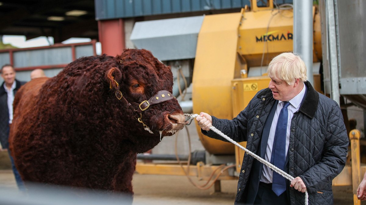 Boris Johnson håller en tjur i ett rep under besök på en bodgård.