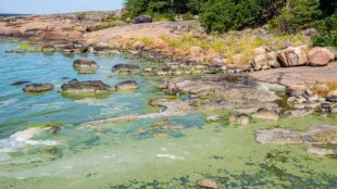 Algblomning med grönt vatten vid strandkant