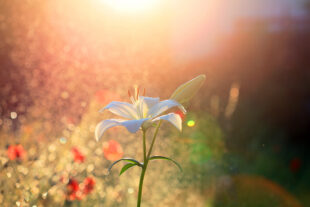 blomma