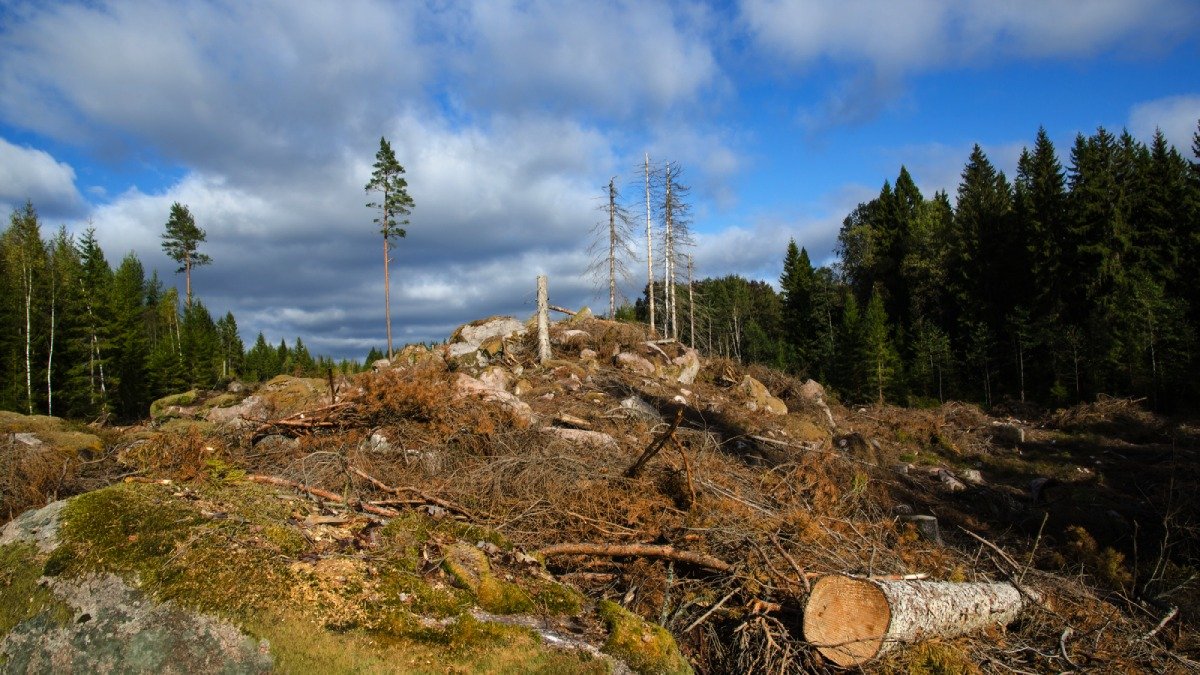 Kalhygge på kuperad mark, skog på sidorna, sommar.