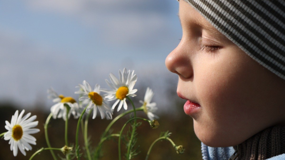 Barn, i profil, luktar på kamomillblommor, himmel bakom