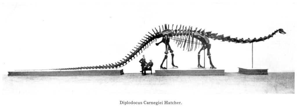 Replikan av Diplodocusskelett med två vetenskapsmän bredvid.