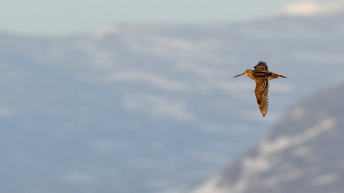 Dubbelbeckasin flyger över berg