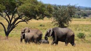 Fyra elefanter vid träd i Tarangire nationalpark i Tanzania.