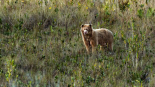 Björn med ljus päls syns på avstånd bland högt gräs