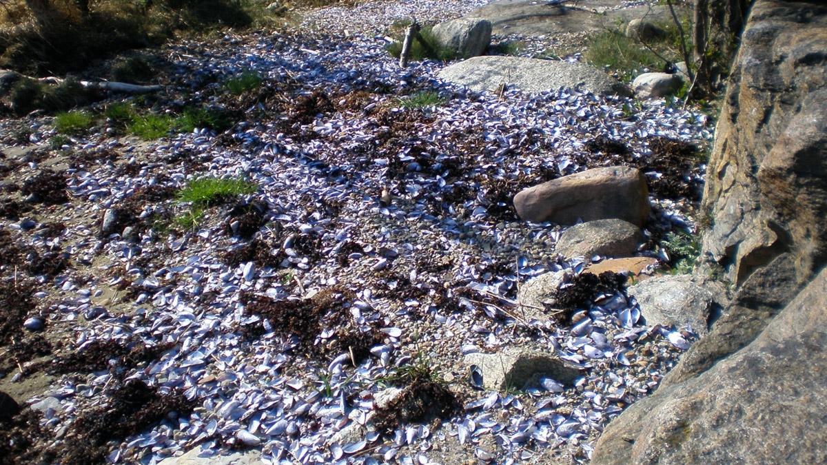 Strand proppfull av musselskal