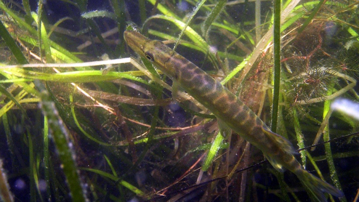 Avlång randig fisk i grönt mörkt vatten med sjögräs.