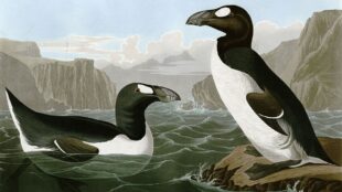 Svart och vit fågel som liknar en pingvin