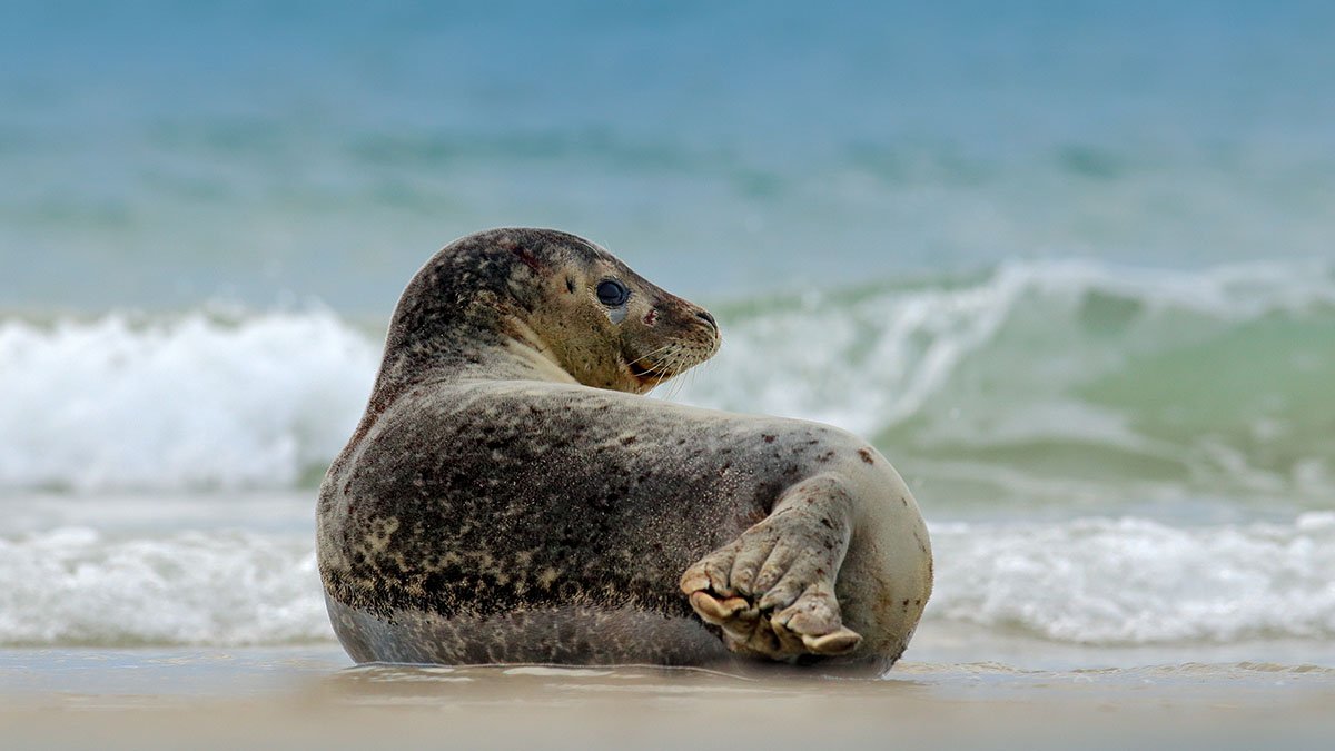 Gråsäl i strandkanten