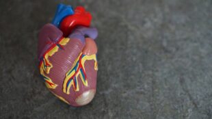 Modell av ett hjärta