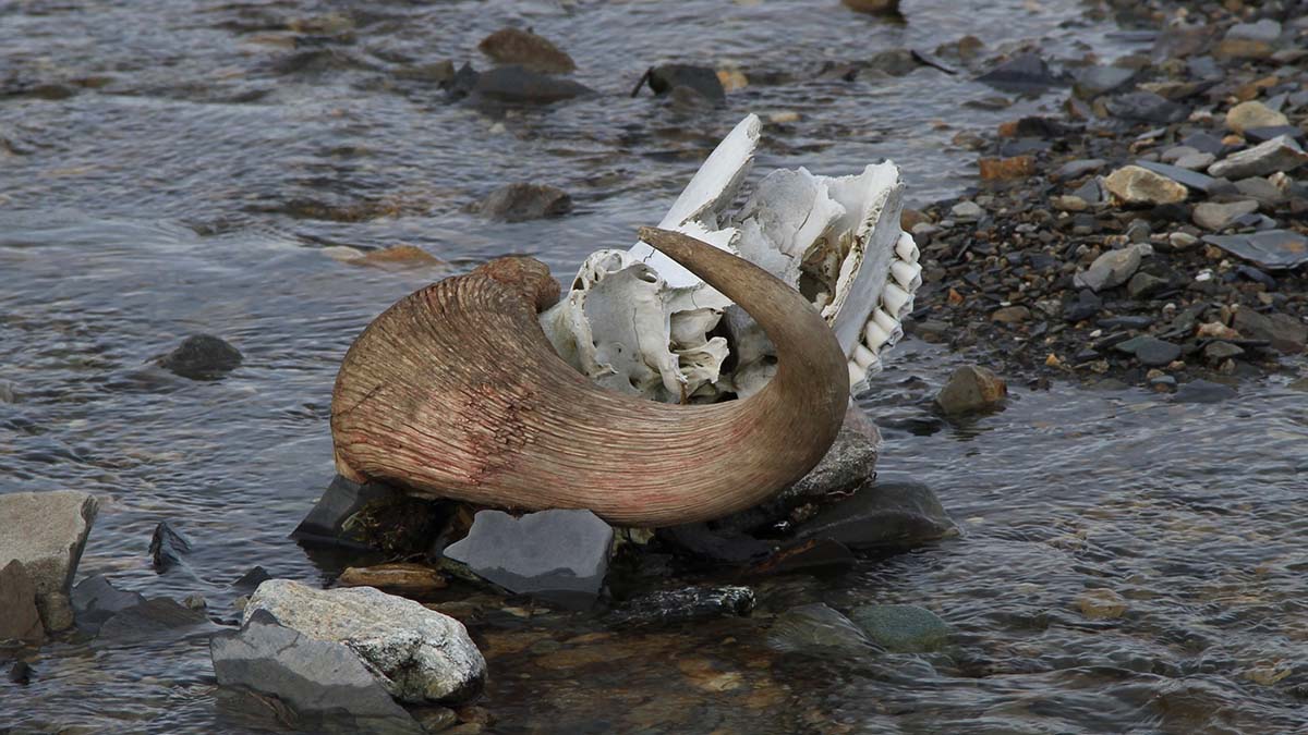 Horn och rester från ett skelett i ett vattendrag