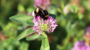 Humla pollinerar en rosa växt