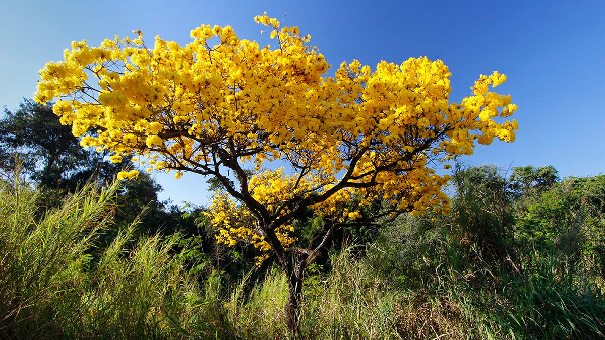 Träd med gula blommor