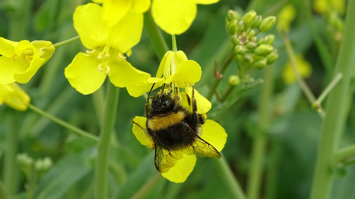 Humla på blomma