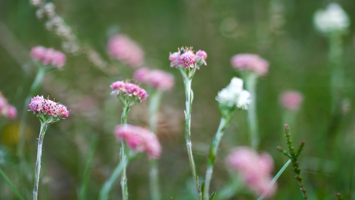 Kattfot med rosa blommor