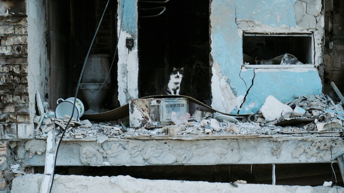 En katt sitter i öppningen till ett förött hus.