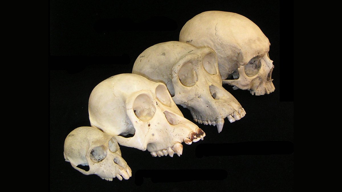 Fyra kranium från primater