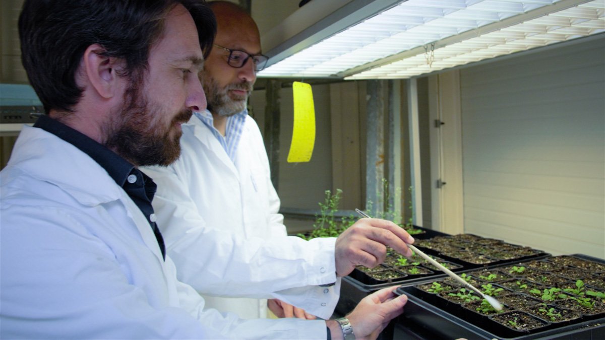 Två män i vita rockar står i ett laboratorium. Framför sig har de en bricka med små plantor, som de rör försiktigt med en smal pensel.