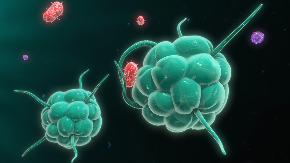 Makrofager angriper bakterier