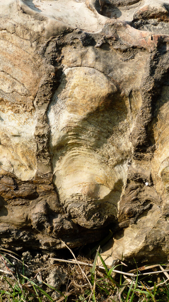 Cyanobakteriematta som bildar ca 30 cm hög pelare (stromatolit), i Chitrakoot i centrala Indien. Den ljusa bergarten är dolomit (kalciummagnesiumkarbonat), den mörka fosforit (kalciumfosfat). Rödalgerna hittades inbäddade i stromatoliterna. Foto: Stefan Bengtson, Naturhistoriska riksmuseet.