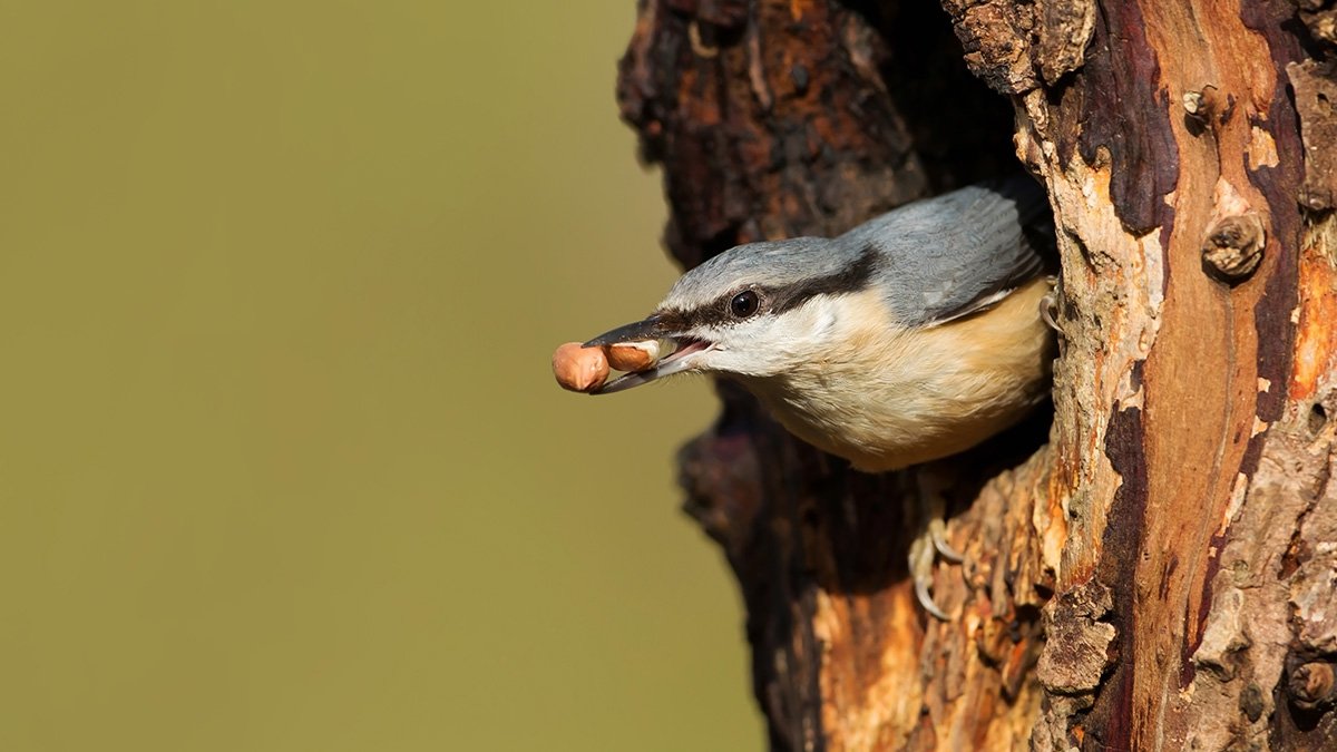 Nötväcka med nötter i näbben