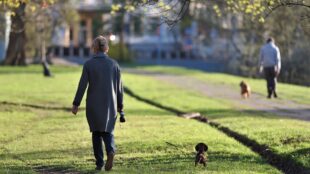 Hundpromenad i parkområde.