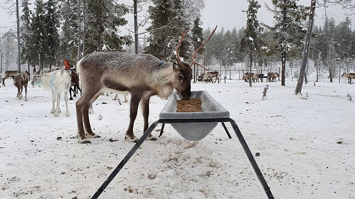 En ren betar vid en utfodringsstation