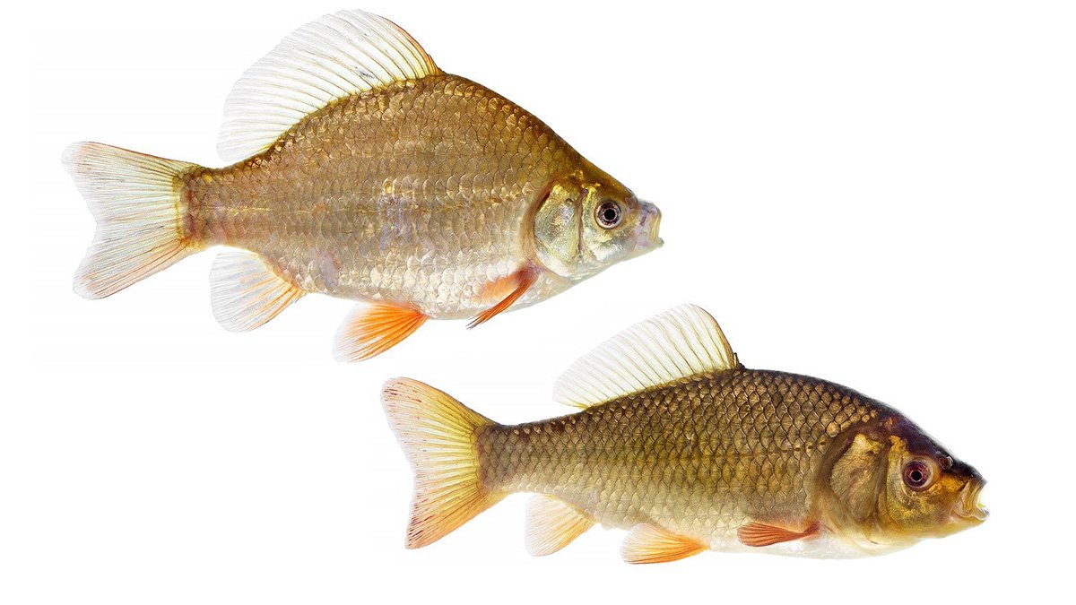 Två fiskar av arten ruda där den ena är betydligt högre än den andra.