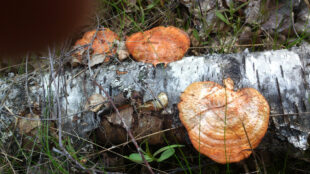 DödStam av björk med stora svampar ligger på mossa i skog