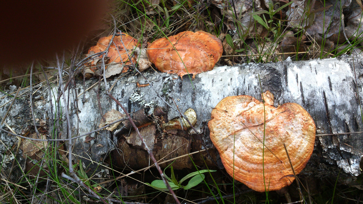 DödStam av björk med stora svampar ligger på mossa i skog