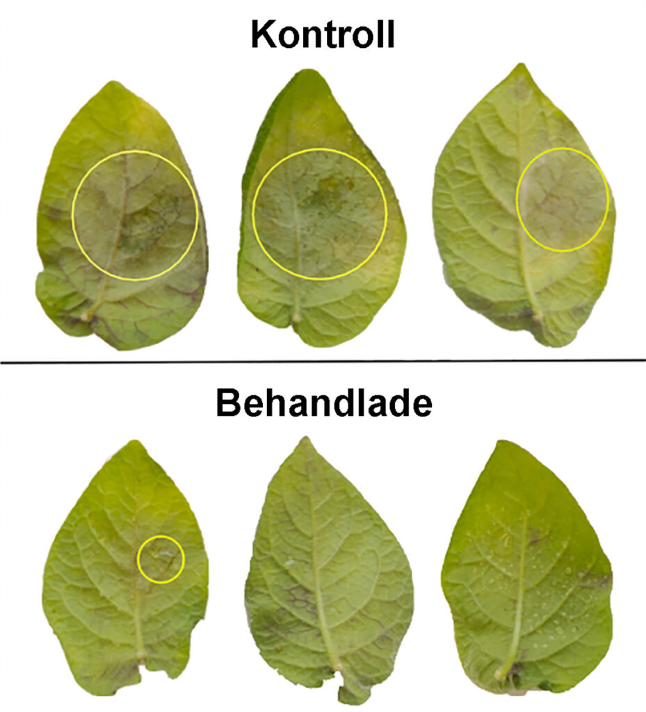 Två rader av potatisblad. Överst obehandlade blad och underrst blad som behandlats. De behandlande bladen ser mycket friskare ut.