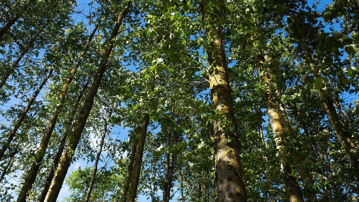 Flera höga träd som växer tätt tillsammans.