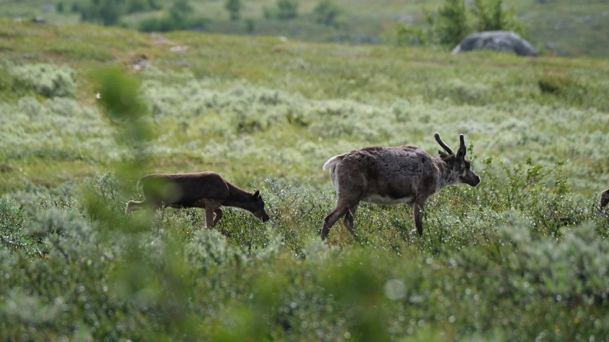 En renko går före sin renkalv över en grön fjälläng