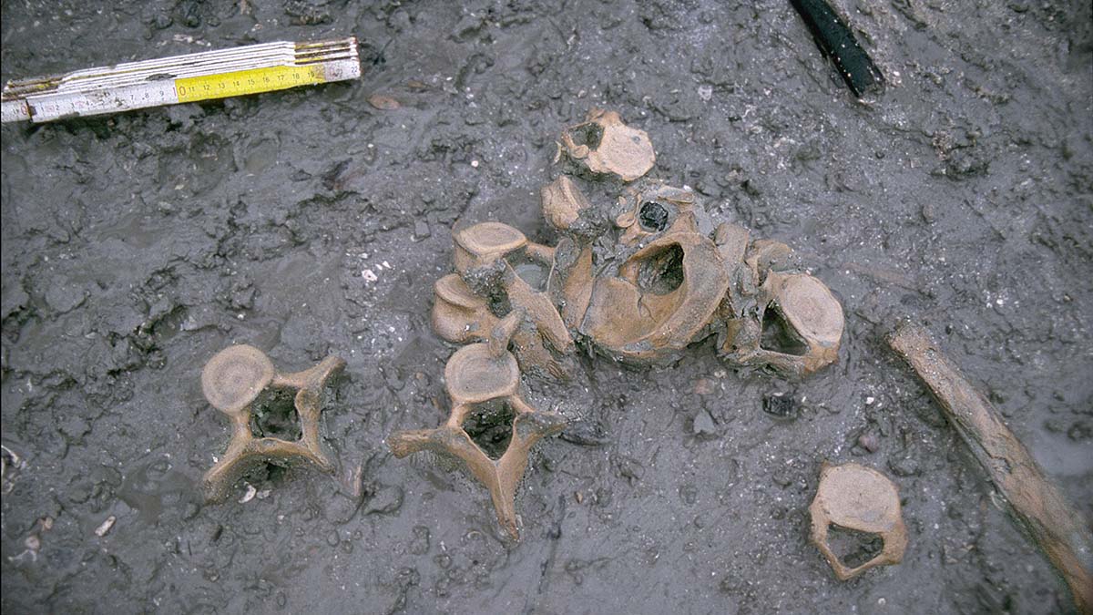 Delar av skelett från människor ligger på marken