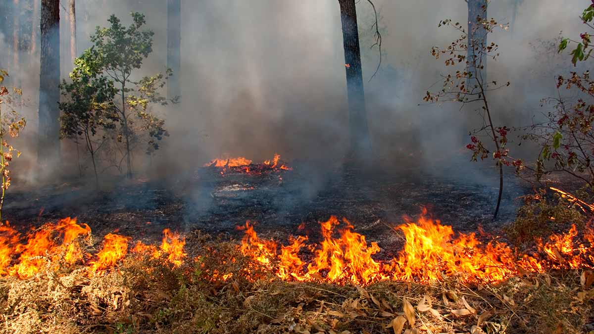 Brand i en skog