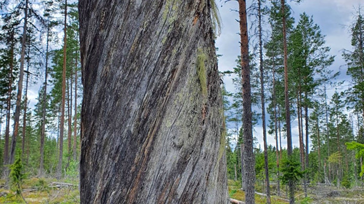 Lava på en äldre grå trädstam omgiven av tallskog