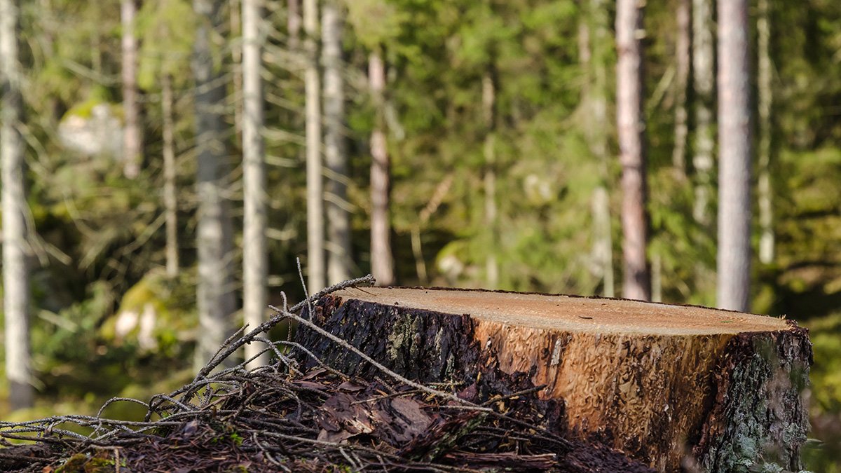 Stubbe framför skog