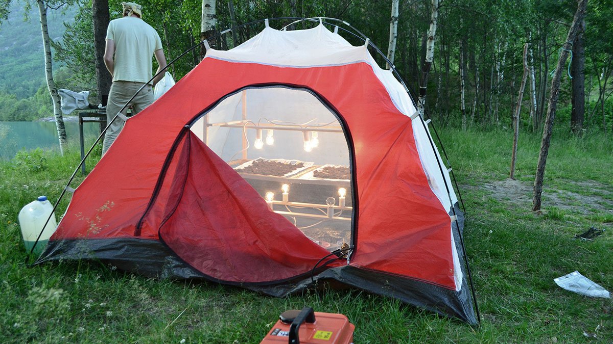 Svampar torkas i ett tält